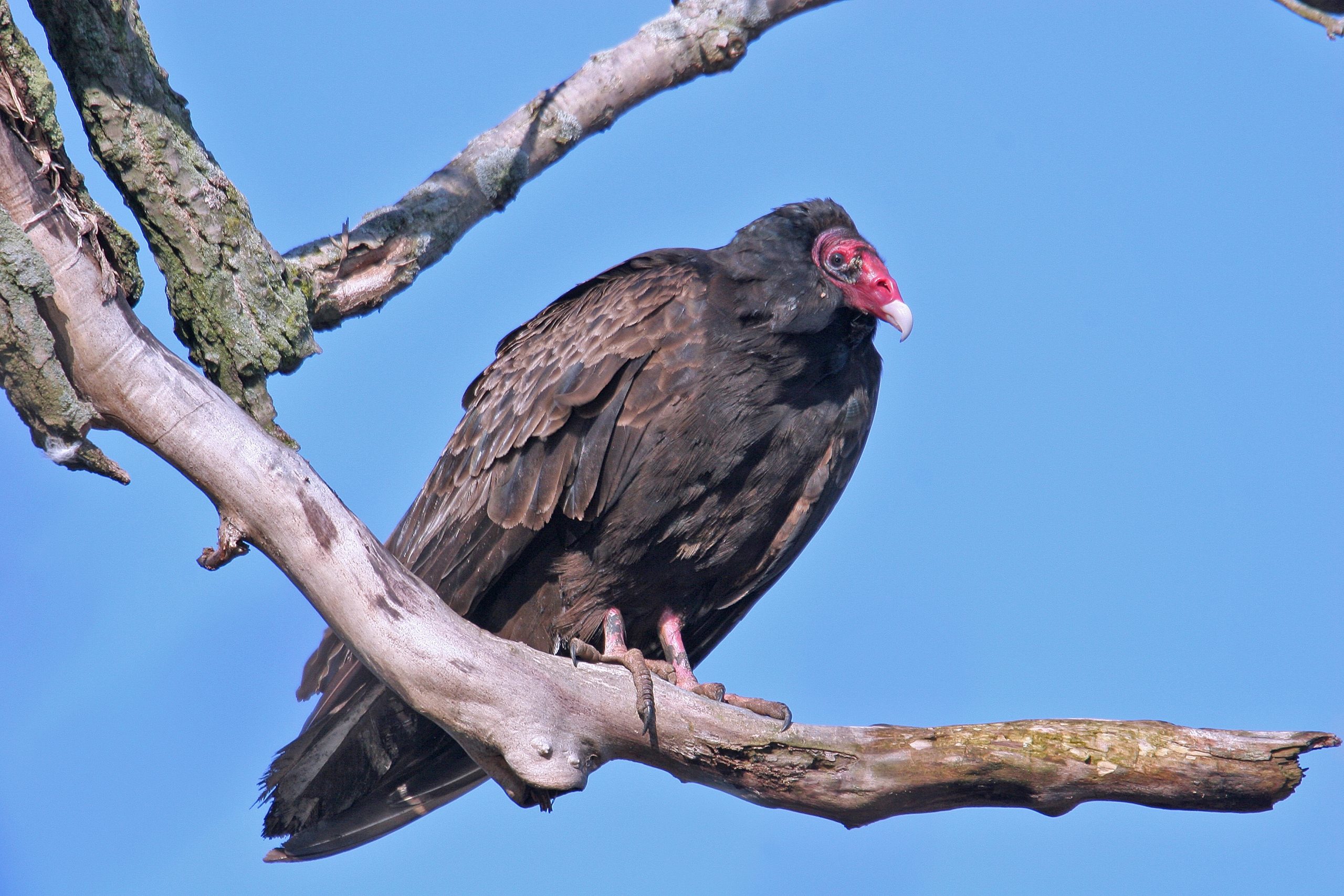 Celebrate International Vulture Awareness Day with the Forest Preserve District of Will County on Sept. 2 at Kankakee Sands Preserve. (Photo courtesy of Paul Dacko)