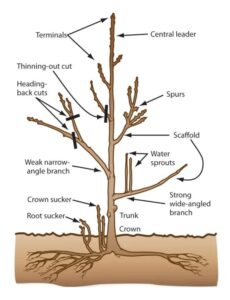 Prune now … Apple, cherry, or peach pie later: Winter Fruit Tree Care