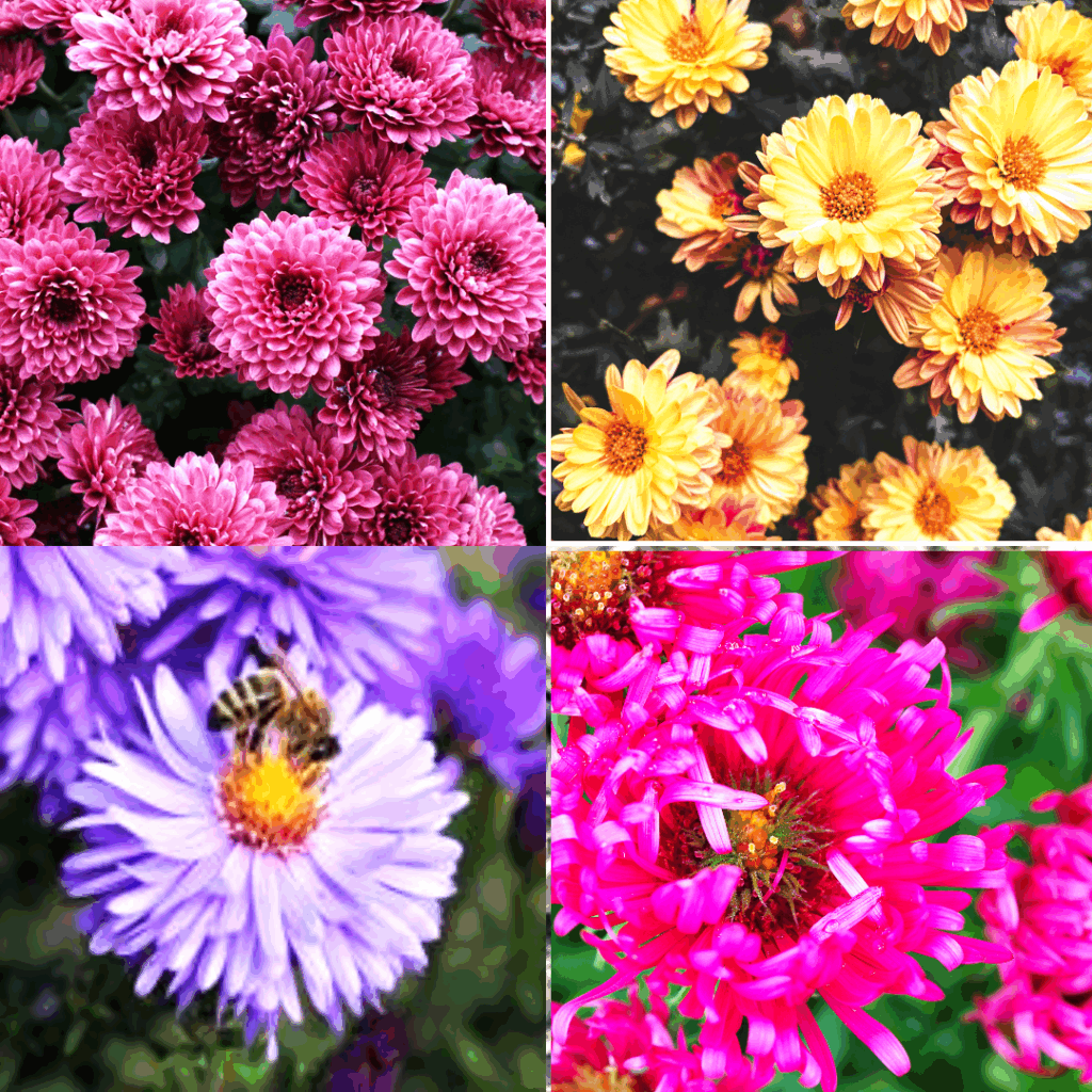 Just by looking at the structure of mums and asters, you can see which ones are pollinator friendly.