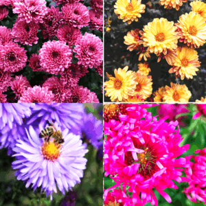 Are chrysanthemums ‘mum’ for pollinators?
