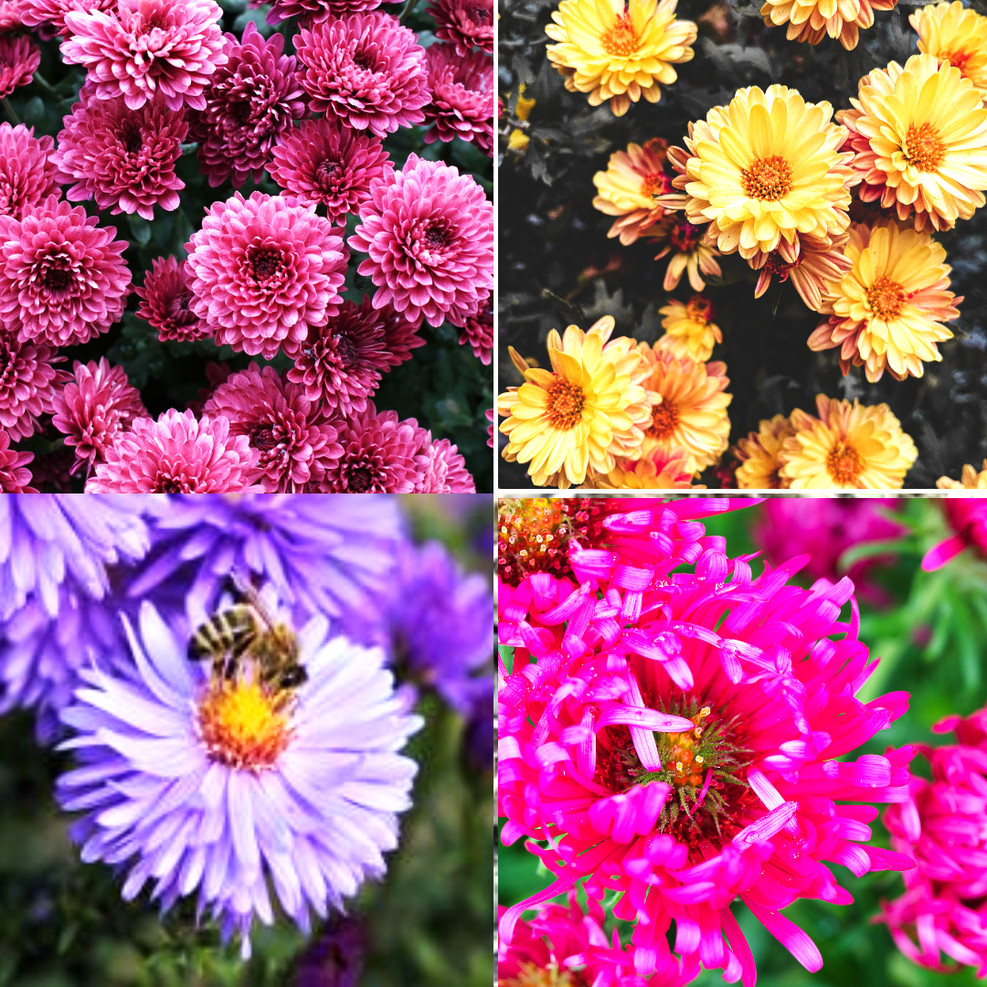 Just by looking at the structure of mums and asters, you can see which ones are pollinator friendly.