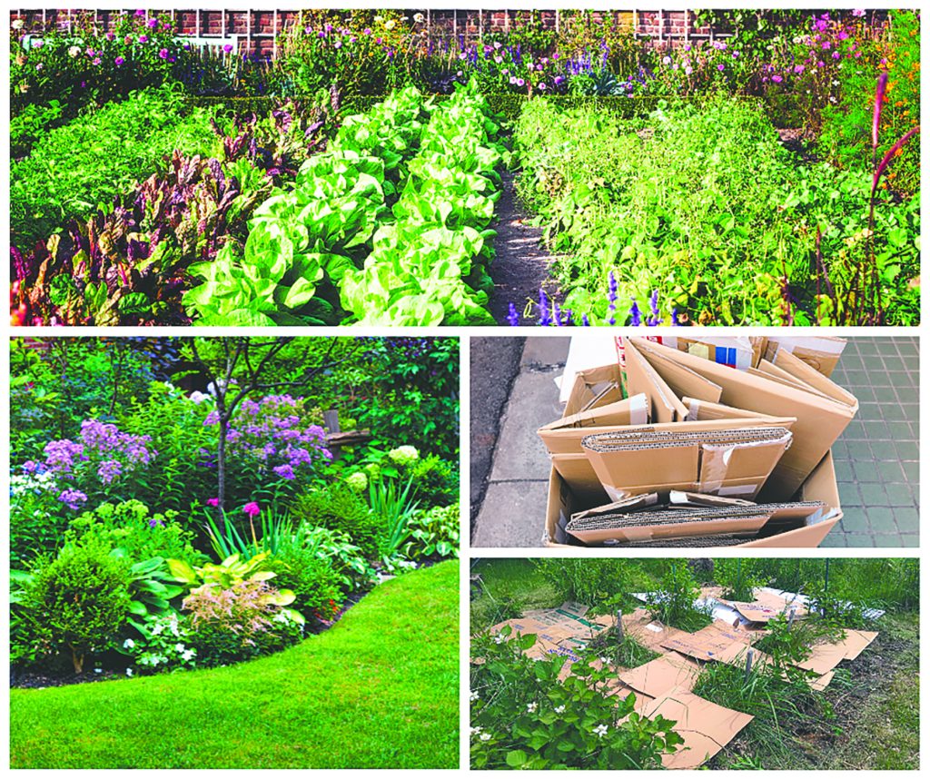 Using wet cardboard covered in chips will eliminate weeds and re