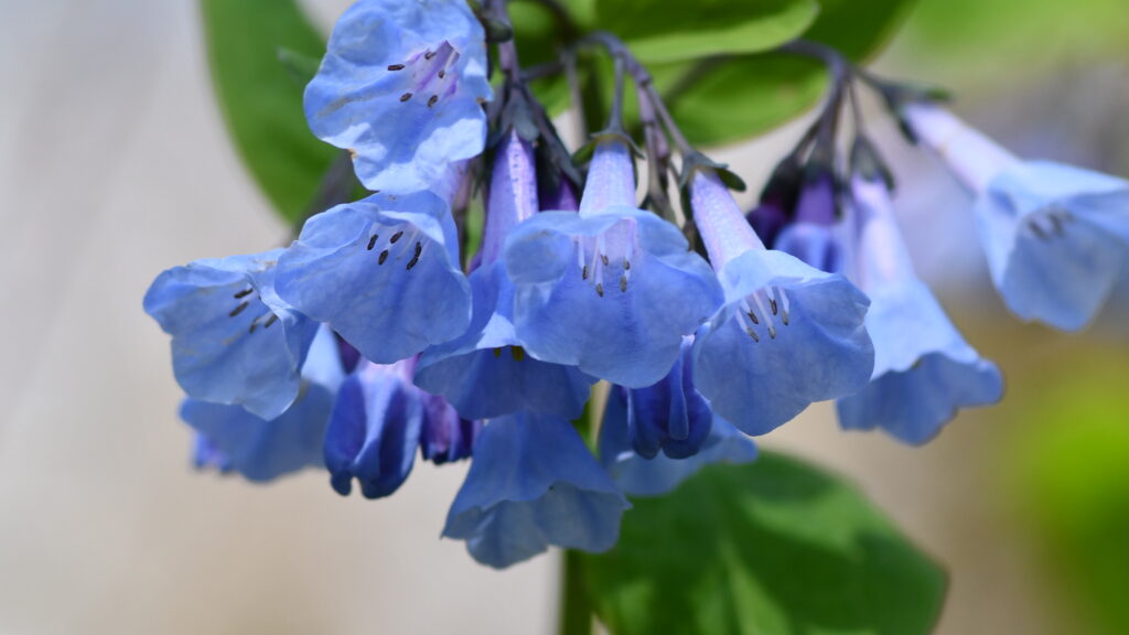 Virginia-Bluebells-Messenger-Woods-Glenn_P_Knoblock-May-2022_6911 Go for a wildflower hike on Mother’s Day at Messenger Woods Preserve in Homer Glen or check out two Mother’s Day programs at Monee Reservoir in Monee Township and Hidden Lakes Trout Farm in Bolingbrook. (Forest Preserve photo)