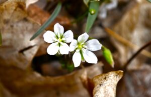 Will County Forest Preserve Programs