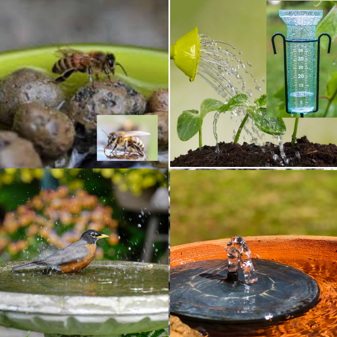 Clockwise from upper left. Providing water to pollinators is more delicate than a birdbath. A shallow tray with rocks or even sand in a saucer with water allows access without the danger of drowning. Watering plants in the garden can be manual or automated, but be sure to have something to measure how much water your plants are getting. A solar powered birdbath fountain is a great addition, not only does it deter mosquitoes, but the sound of moving water draws birds from further away. A robin is a frequent birdbath visitor. Be sure your birdbaths are not too deep and do not have slippery sides.