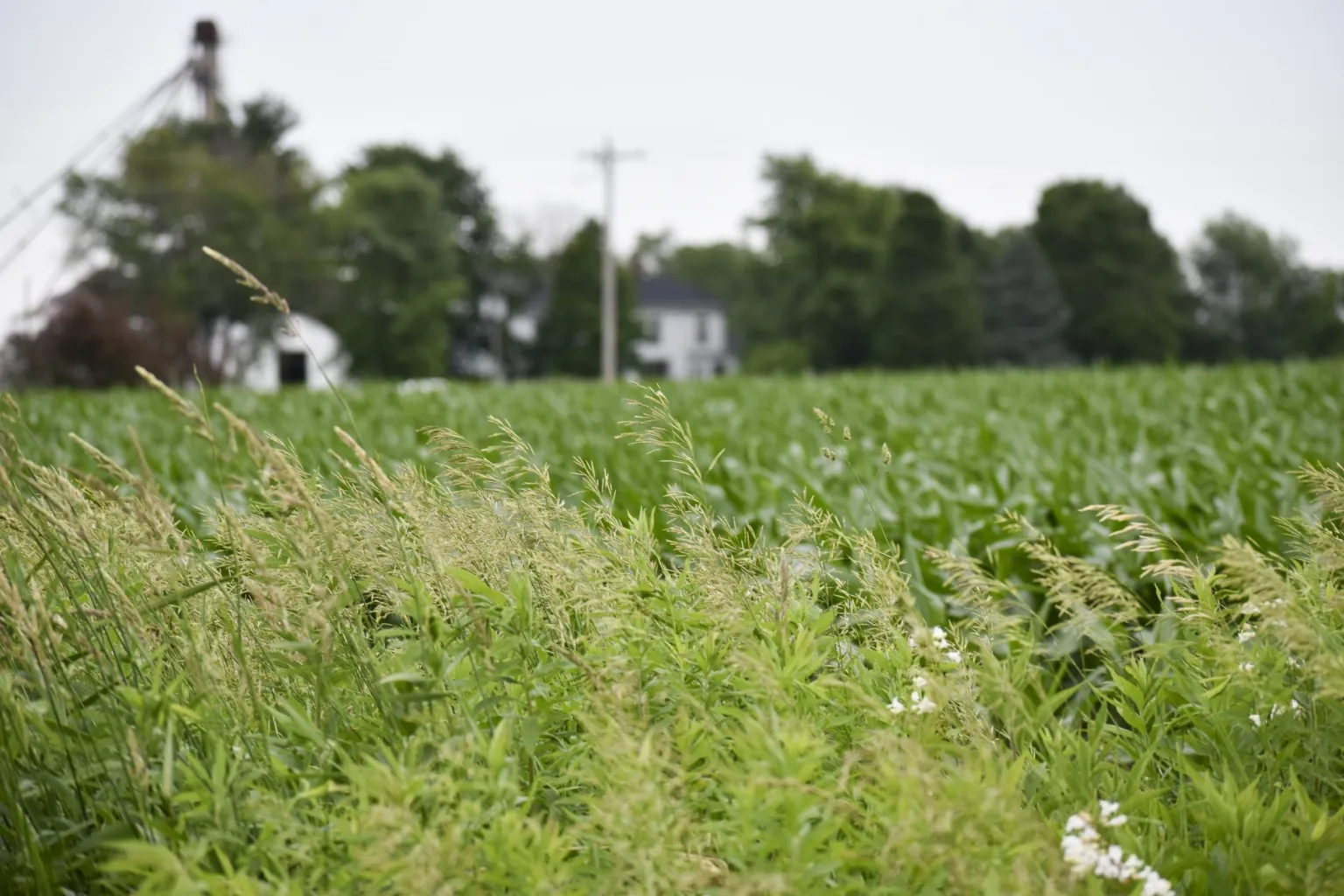 As Illinois session ends, lawmakers’ attempt to reinstate wetland protections fails
