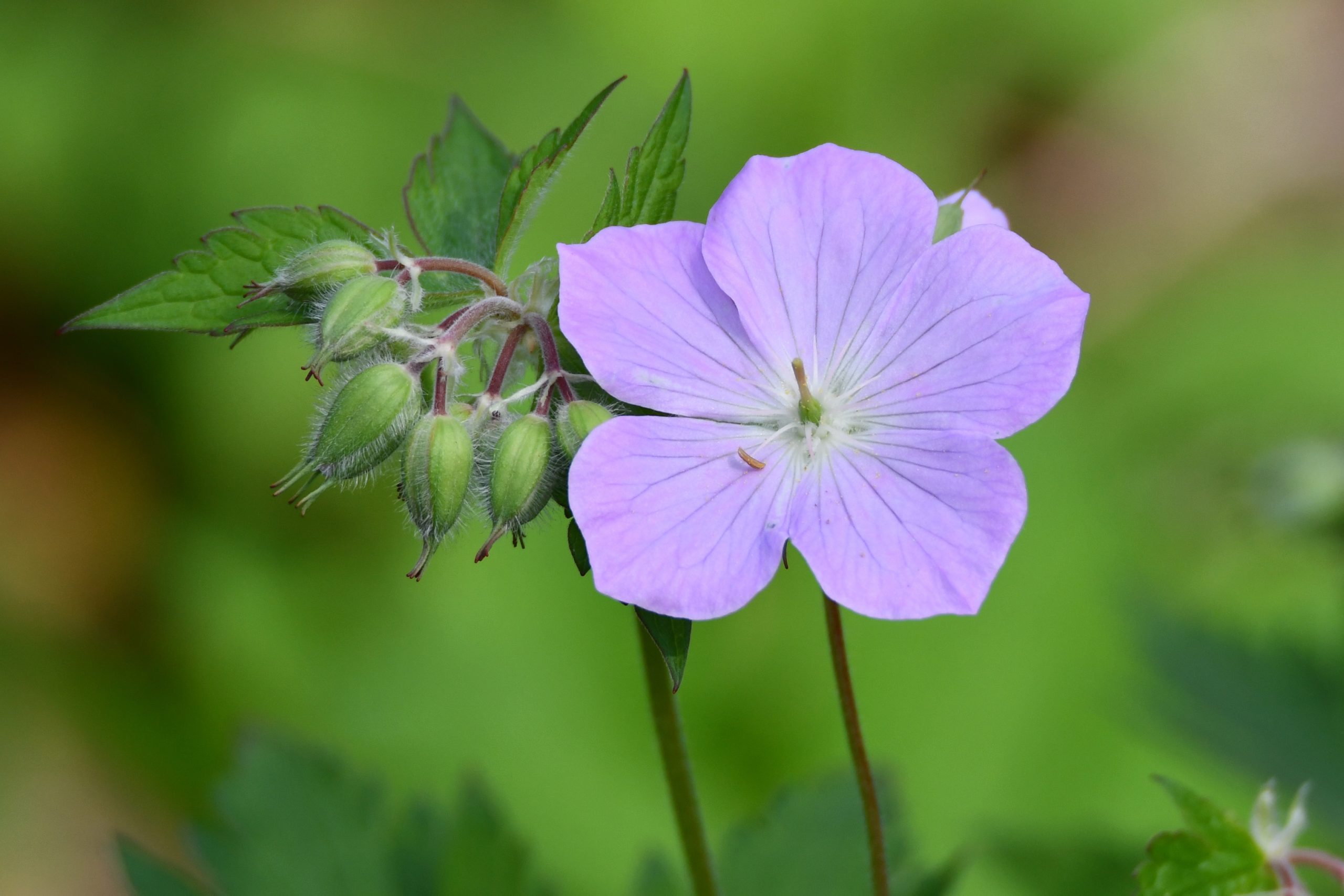 Wild-Geranium-McKinley-Woods-Glenn_P_Knoblock