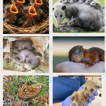 Just don’t do it, you are not helping … wildlife babies