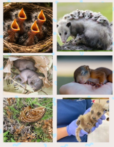 Just don’t do it, you are not helping … wildlife babies