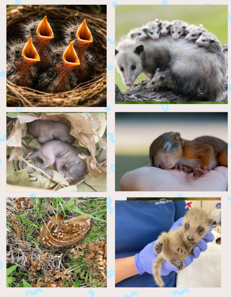Top, L-R: Baby birds waiting for a meal, Virginia opossum with babies; Middle L-R: Newborn hairless squirrel, older young squirrel; Bottom L-R: Newborn white tail deer, baby raccoon