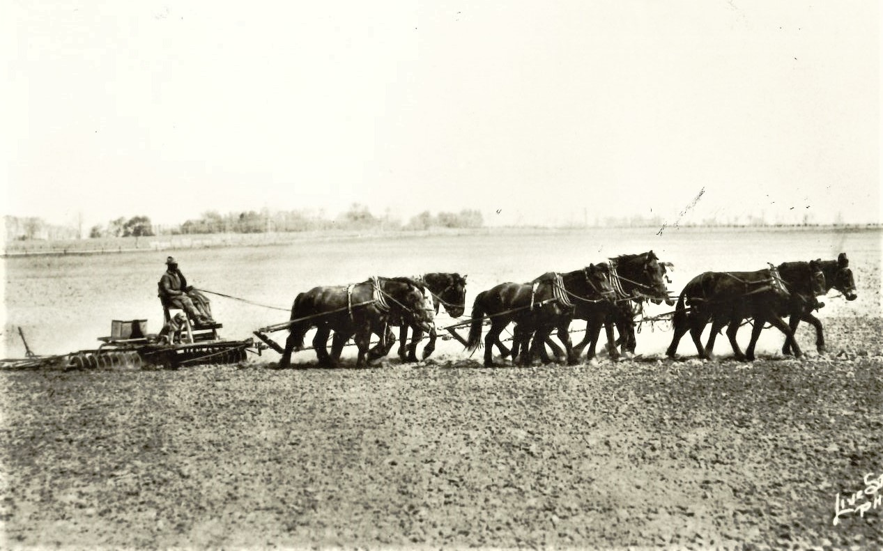 Leonard Seltzer said we were way off base with the information provided for the Farm Days Gone By picture in the January 19 edition of Farmers Weekly Review. Had we not been missing from school the day we studied reading, we would have gotten it right. So, here goes: Willard Seltzer and his dog, Sport, do some disking in 1926 on the Manhattan Township farm owned by his Dad, William L. Seltzer. Willard and Sport were using an eight-horse mule/hitch lead my mules, Jack and Jinny. Word is, when Sport wasn't helping with farm chores, he was a pretty fair baseball player, who could catch balls on the fly.