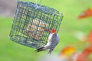 Will County Forest Preserve Programs
