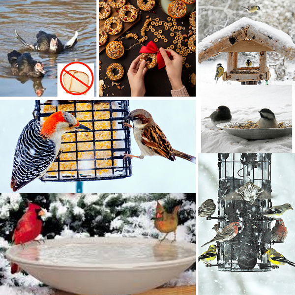 Clockwise from top left: Ducks affected by devastating results of feeding bread to birds. You can make homemade holiday bird treats providing a birdfeeder that has a roof or baffle helps to keep seed from freezing. Some birds are ground feeders, put out small plate or pans to accommodate. Some feeders come with squirrel-proof cages around them. Providing open water is important to bird survival. Suet provides quickly digested high energy for birds, which is important in winter.