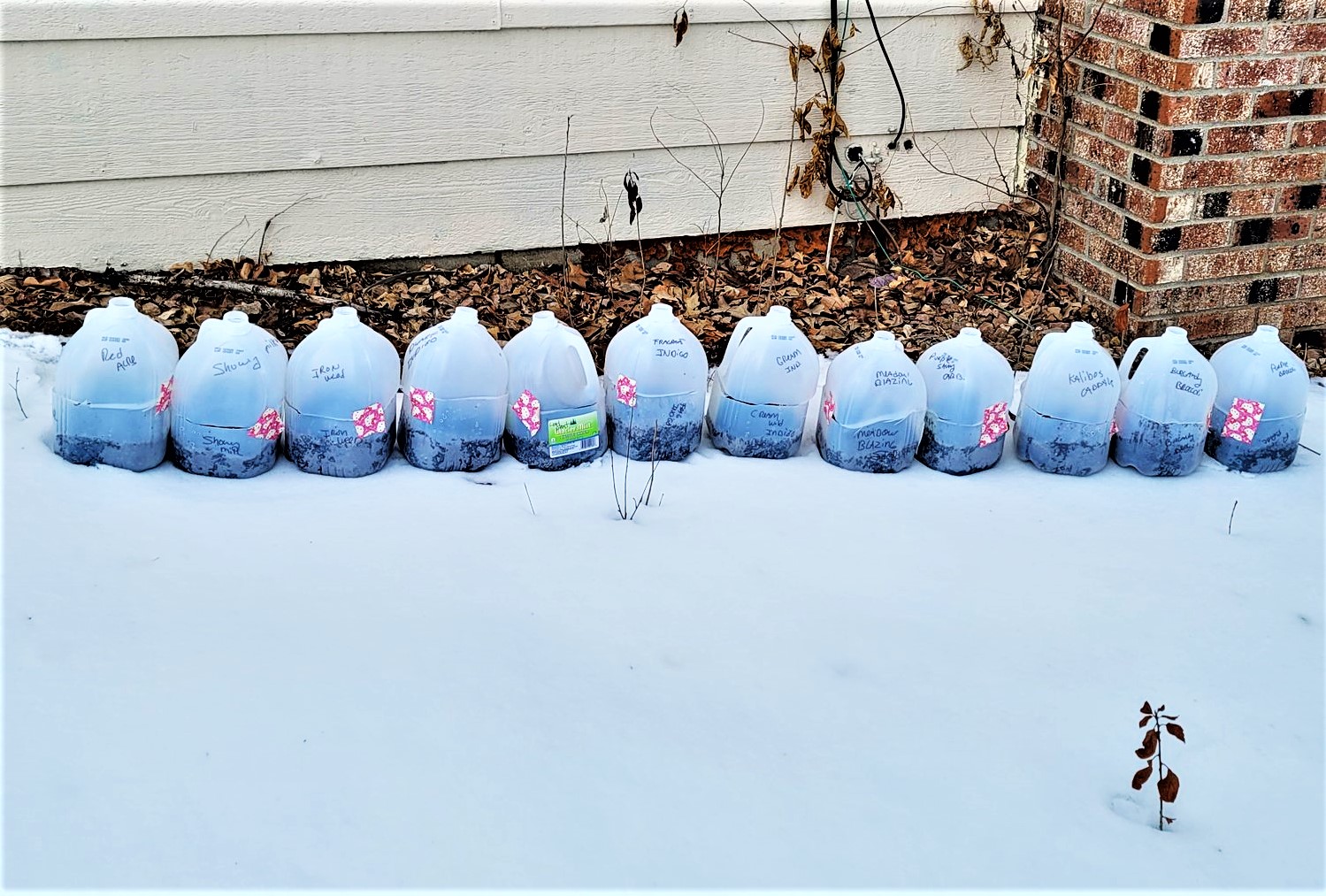 Wintersowing photo
