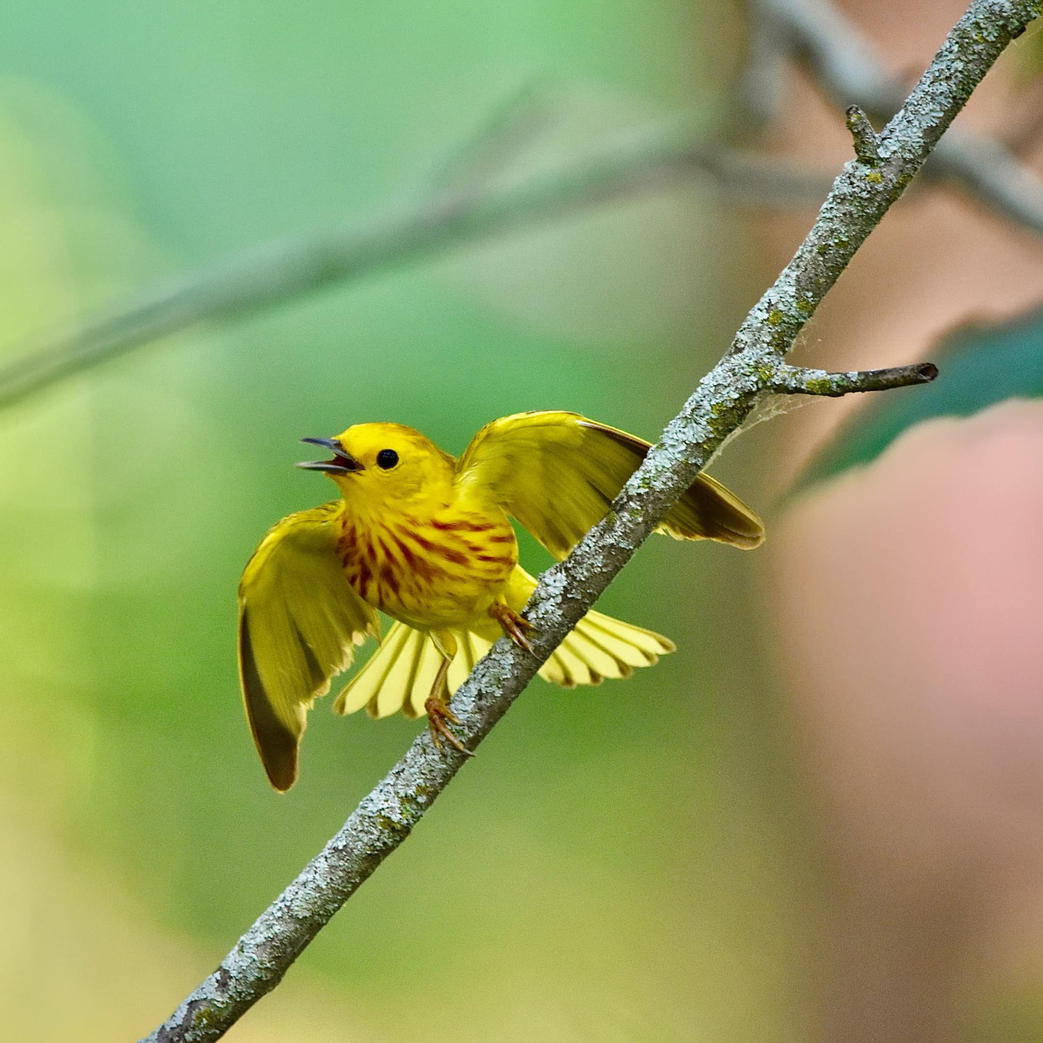 Yellow-warbler-Bertrand-Leclercq-July-2022
