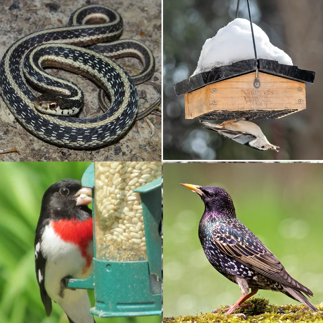 Clockwise from upper left: Garter snakes are gardeners' and homeowners' friend. Let them be, they are natural pest control; Having trouble with big birds taking your suet? Try an upside-down feeder specifically made for birds with prop tails (woodpeckers and wrens); European Starlings are often not wanted by birdfeeding friends, try using alternate seed types to dissuade them; like the white safflower (fourth pic) that has a hard shell and an added bonus, squirrels don’t like.
