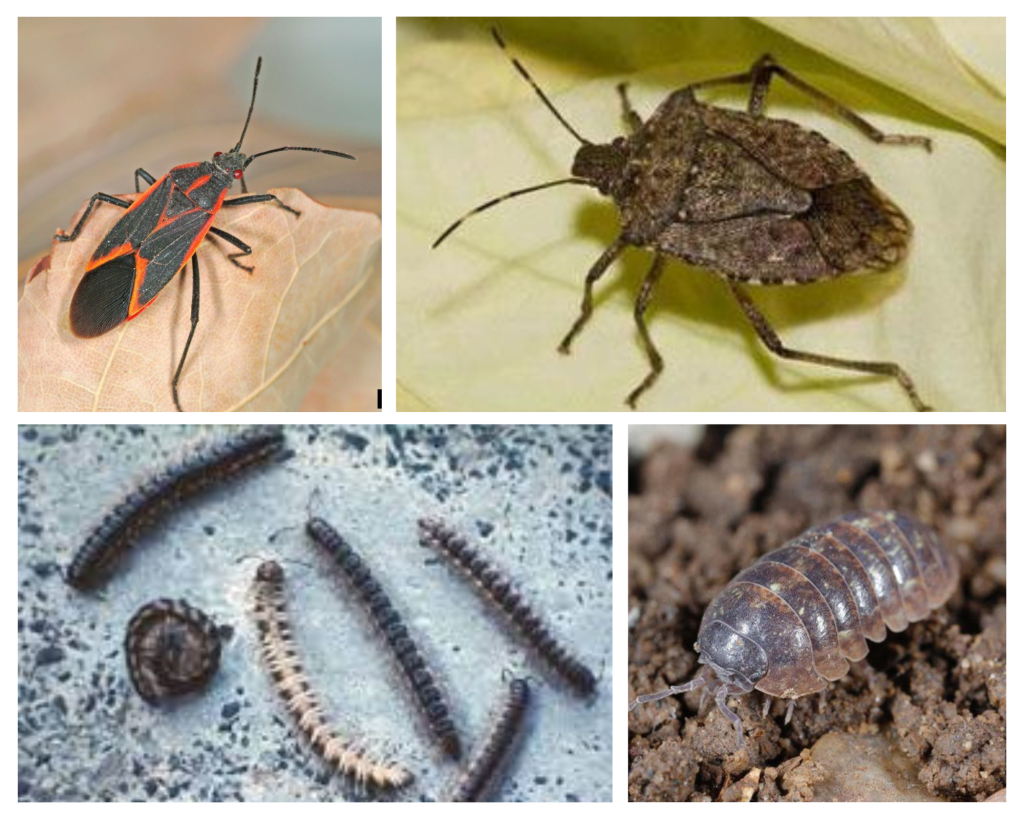 Some accidental invaders you may bring in this fall From top left. Box Elder Bug, Brown Marmorated Stink Bug, Pill Bugs (aka roly poly, sow bug) and Millipedes