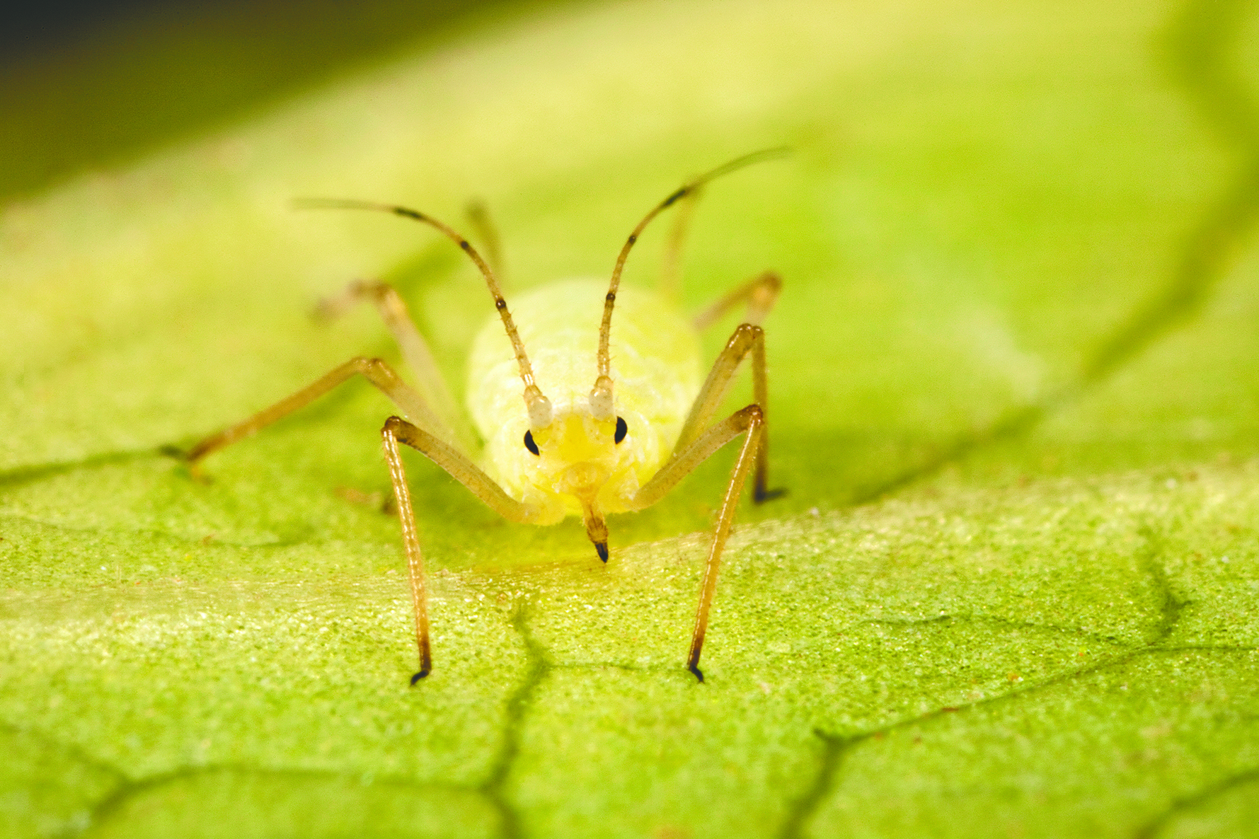 A tiny aphid feeds by pressing its sucking mouthparts against a plant leaf. Inside its mouth there is a set of hypodermic needle-like mouth parts that draw sap from plant veins.