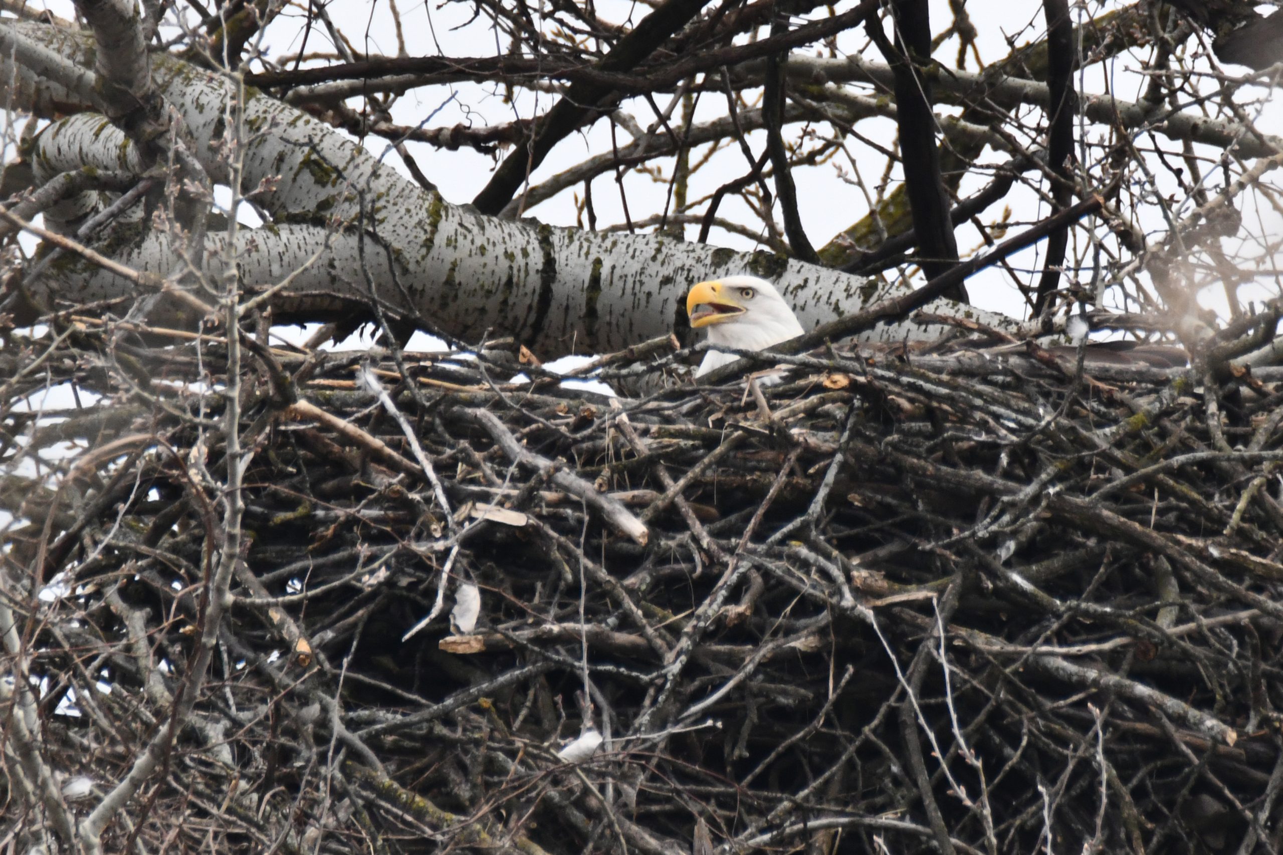 bald-eagle-nest-CM-February-2024-2