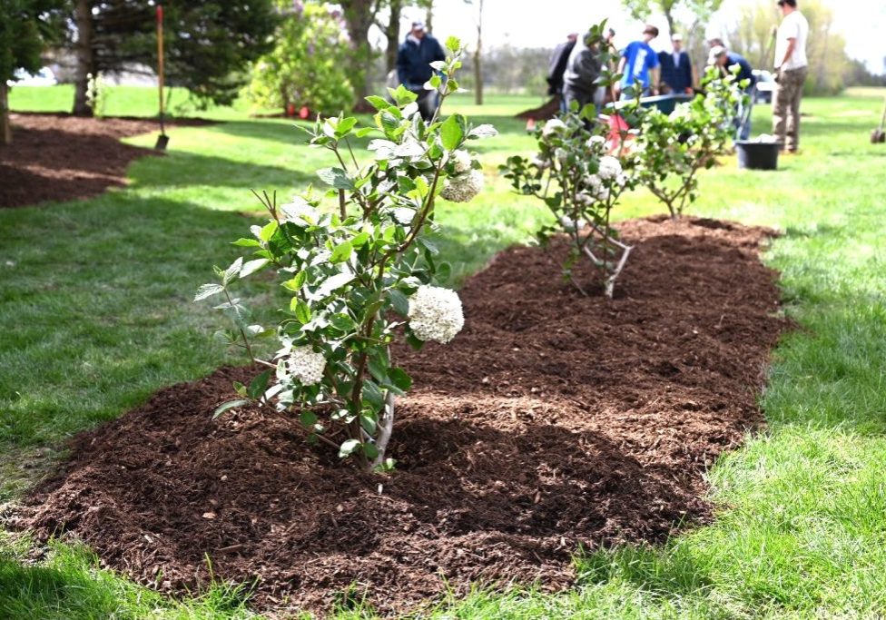 Hydrangeas planted by volunteers April 20 proudly stood out in the mulch spread along the grounds.