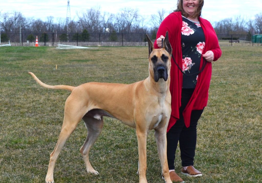 "Marty," still a puppy, 21 months old, has won numerous awards already, eight points, including one major. The owners/trainers are Amanda and Craig Tinsen of Rosell Divine Acres; breeders are Janell Heiman and Carolyn McNamara. He was among the many pups who competed at the 32nd annual Illini Great Dane Club’s annual show at the Roma Sports Center. (Photo by Karen Haave)