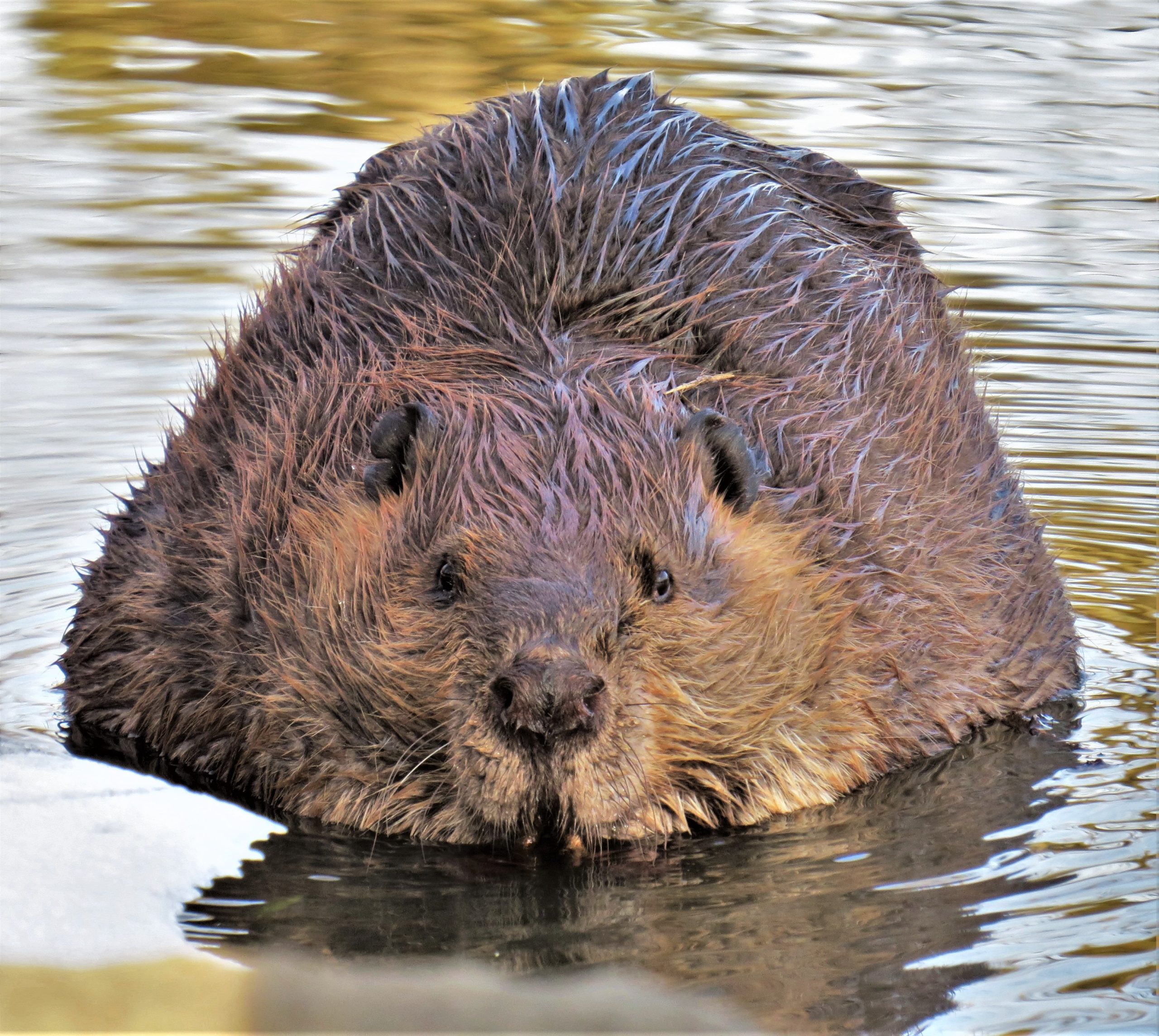 Learn about the state’s largest rodent during the free, all ages Discovery Isle – Beavers! program on July 19 at Isle a la Cache Museum in Romeoville. (Photo courtesy of Kevin Keyes)