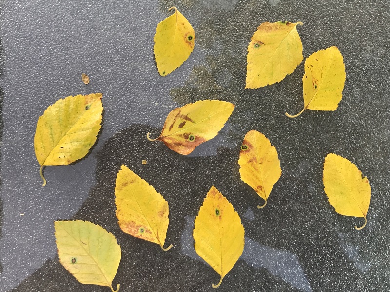 Seeing yellow and it is not fall yet? River birch leaves may turn fall color and fall early in dry conditions like this year.