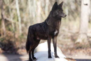 Kill or keep? Will County wild things