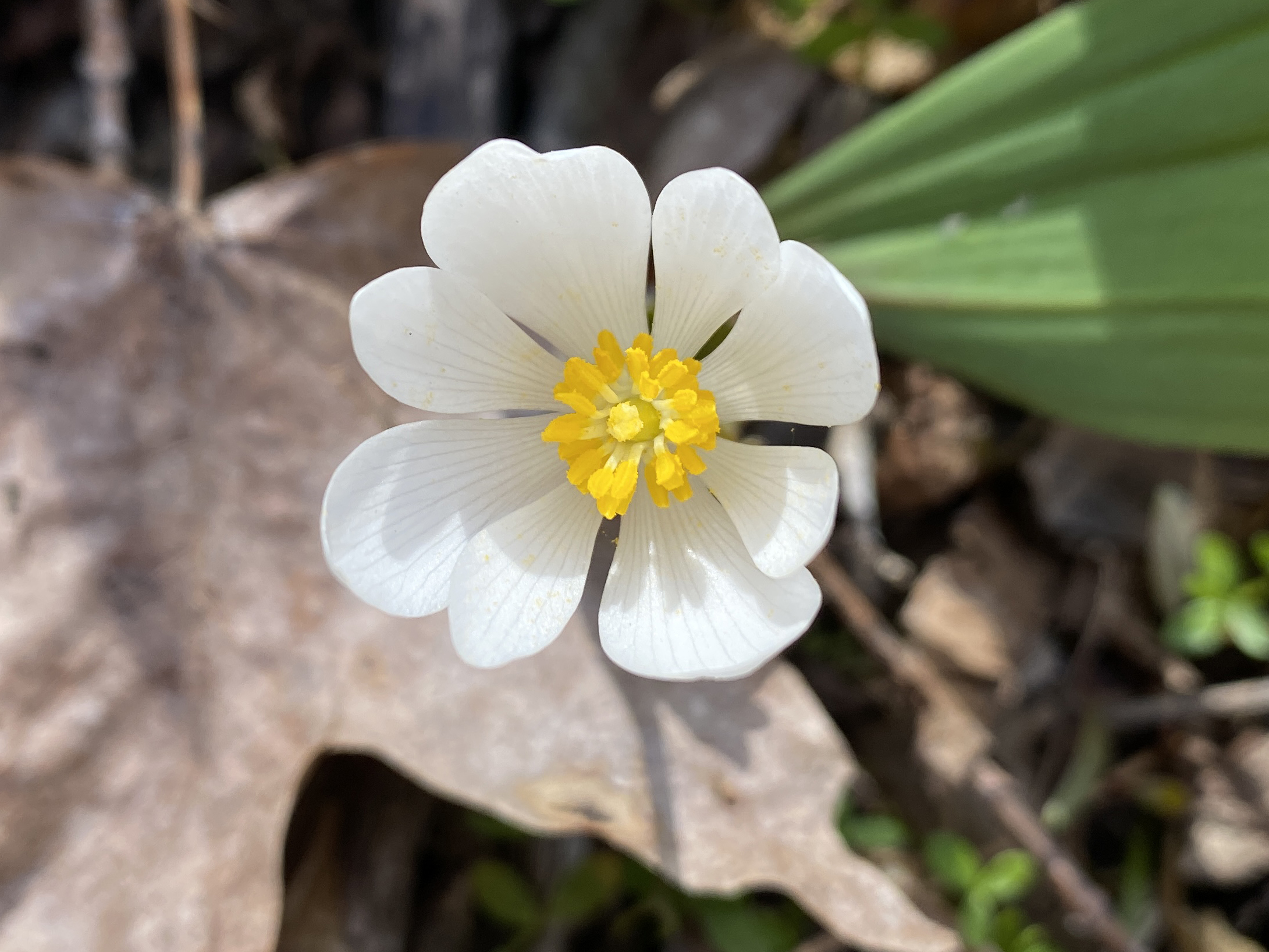 The Forest Preserve District of Will County is offering a series of Where the Wildflowers Are hikes this spring and summer. A March 20 hike will take place at Raccoon Grove Nature Preserve. (Forest Preserve photo)