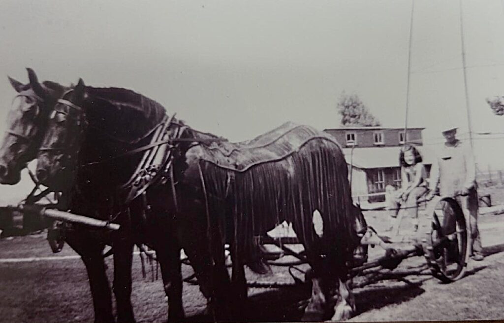 Corey Brandau shares this undated photo of Clarence Sangmeister and daughter, Jeanette (Brandau), taking the horses for a spin.