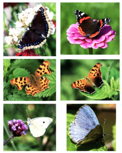 The Wings of Spring … Early Spring Butterflies