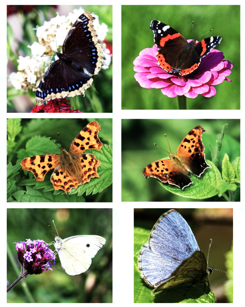 L-R Top: Mourning Cloak, Red Admiral; Middle: Eastern Comma, Question Mark; Bottom Cabbage White, Spring Azure.