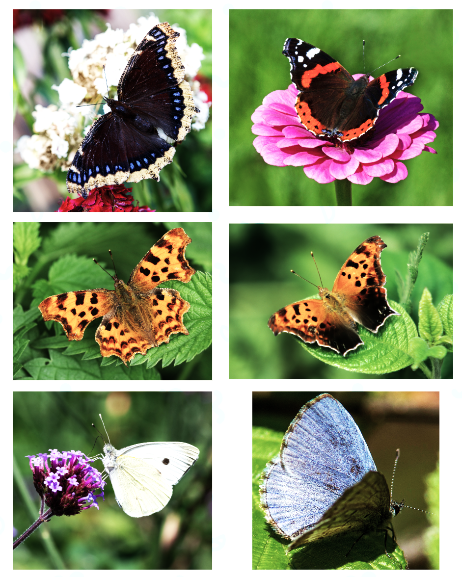 L-R Top: Mourning Cloak, Red Admiral; Middle: Eastern Comma, Question Mark; Bottom Cabbage White, Spring Azure.