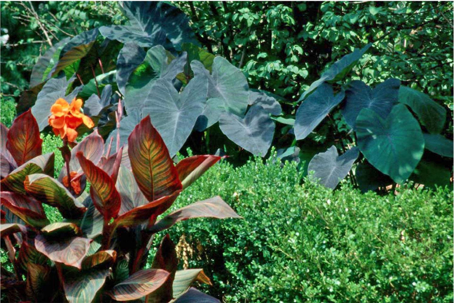 Cannas and elephant ears can bring a touch of tropical flair to the Midwest garden (photo courtesy MissSt U0