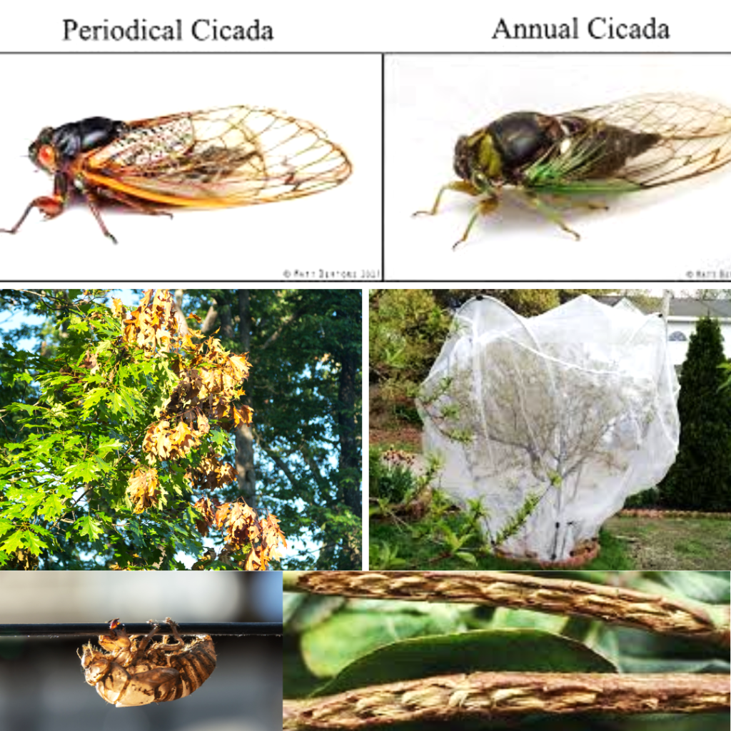 Top row: periodical vs annual cicadaMiddle row: insignificant damage to mature trees, netting sapling trees to prevent damageBottom row: Cicada “shell” (exoskeleton), scar on twig with cicada eggs