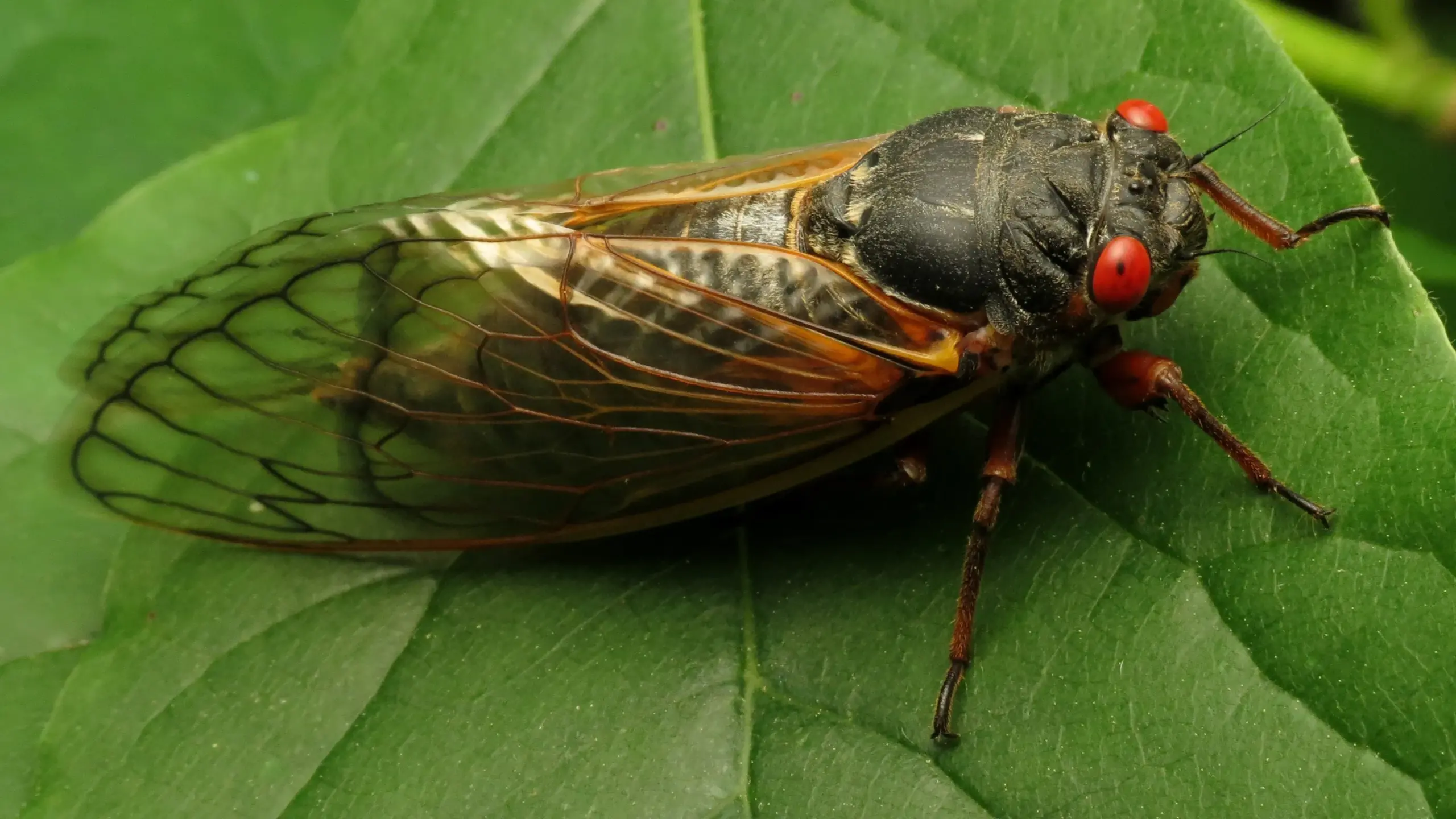 cicadas