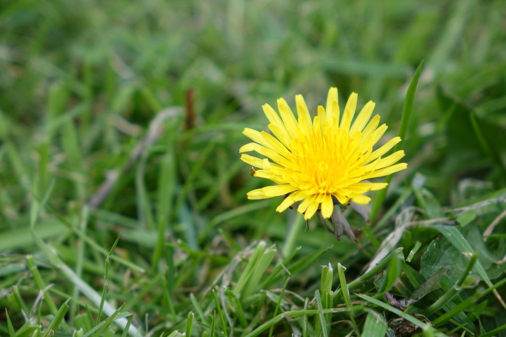 close-up-of-yellow-flower-on-field-963517156-a8b19181677c471bab8ff7949b2e69f8