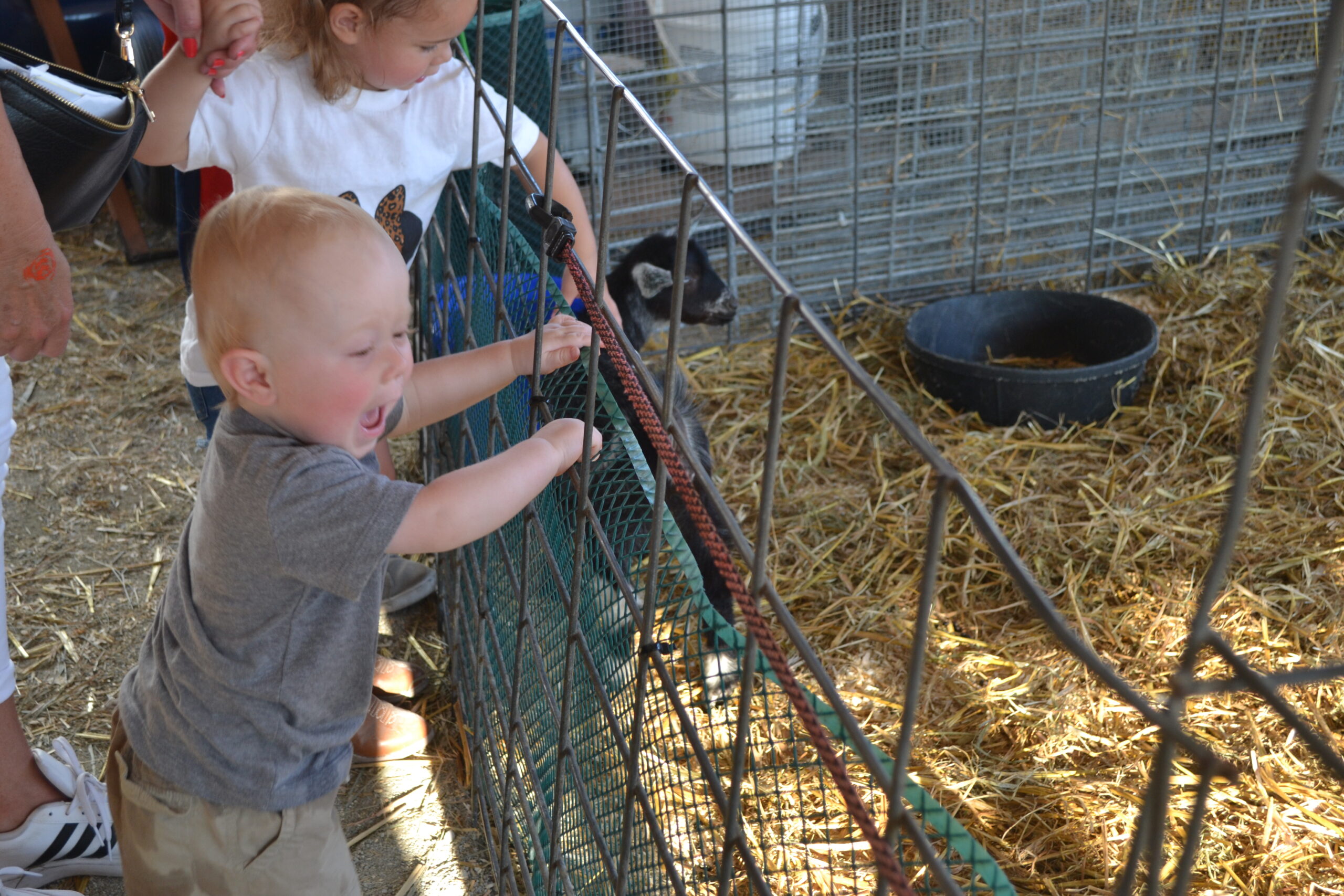 countyfair22-2