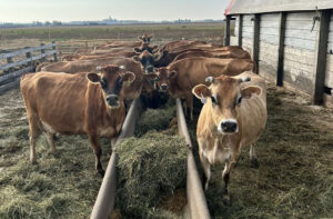 Raw milk proponents push for fewer restrictions on Illinois sales despite state health warnings