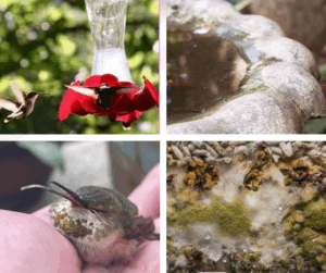 If you can’t do this, stop feeding birds!