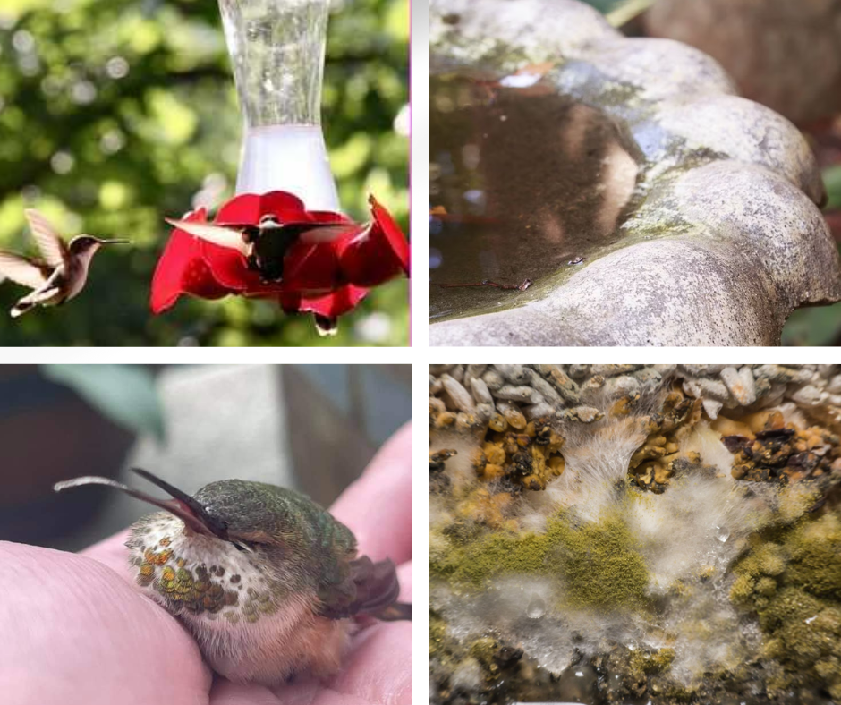 dangers of hot weather for our wildlife friends (1)