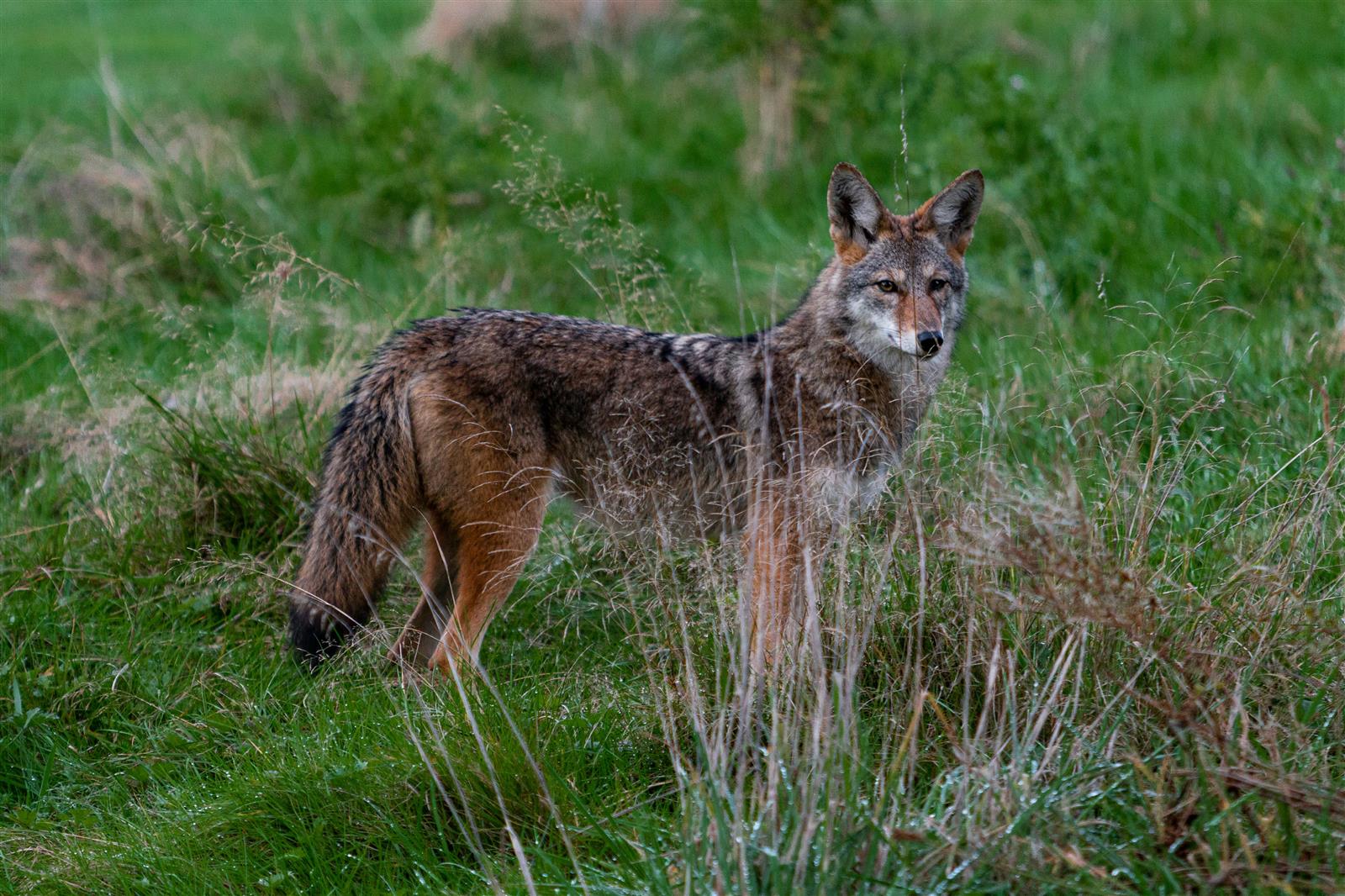 Ban on wildlife killing contests ‘unlikely’ to clear state Senate this session