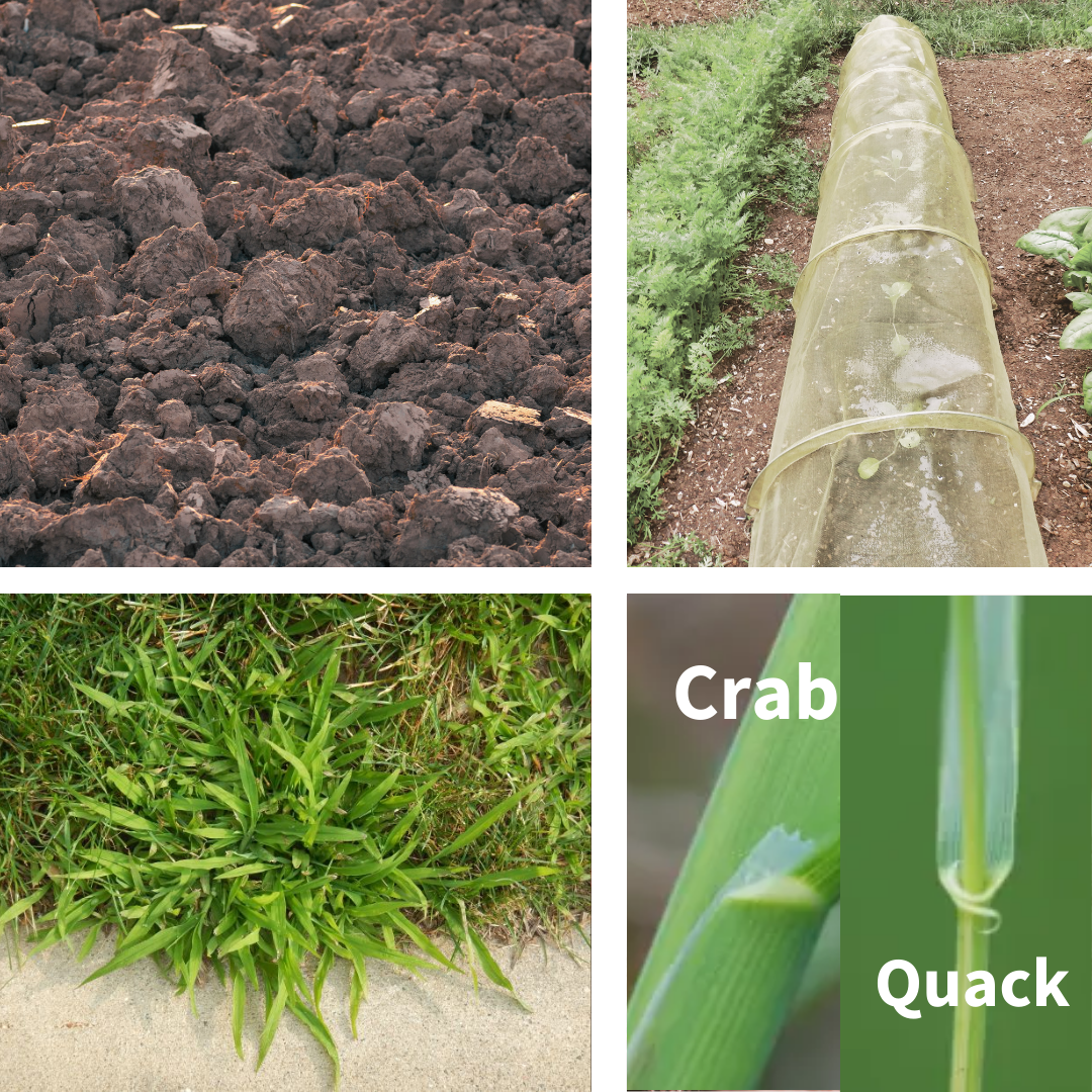 Clockwise from upper left. Don’t be a clod or make your soil unworkable: wait to till or work your soil until it has dried out; you can get a jump on early planting with a floating row cover; grassy weeds close up: Crab grass vs quackgrass (check the “neck”); crabgrass: don’t apply preventative too early.