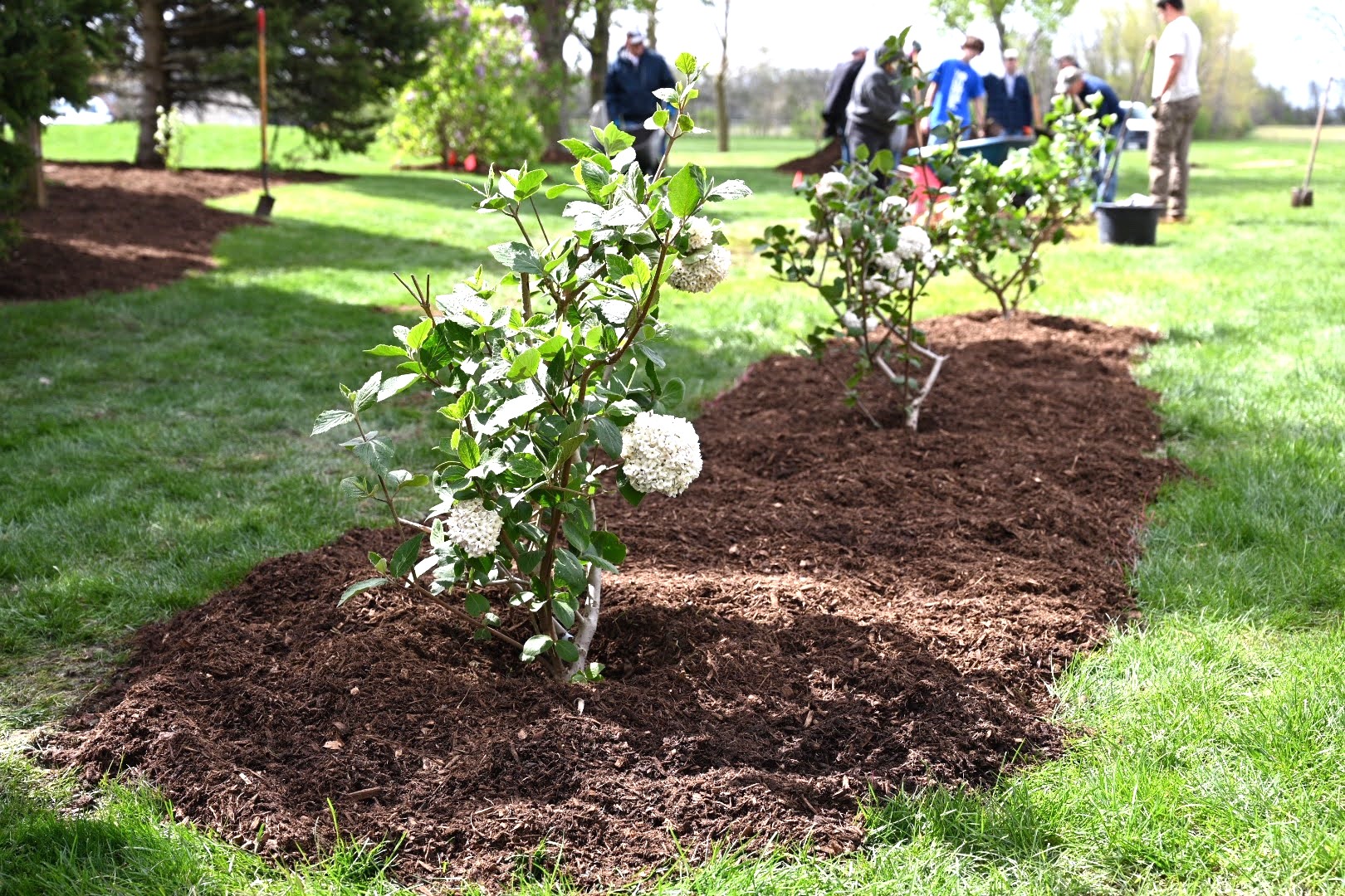 Hydrangeas planted by volunteers April 20 proudly stood out in the mulch spread along the grounds.