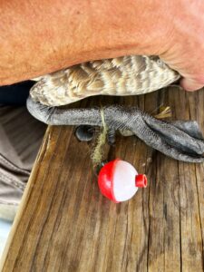 Forest Preserve Launches Campaign to Curb Fishing Line Harm to Wildlife