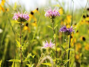 Hadley Valley Celebration Set for August 8