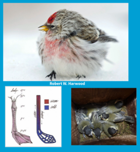 Flying pom poms and other winter avian adaptations