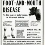 Animal epidemics, nothing new under the sun