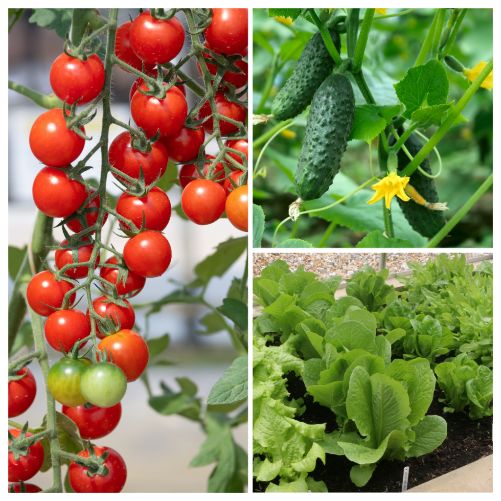 growing your own groceries Growing can be a great way to slash your grocery bill, but you need to know when our vegetable produce is ready and which varieties you will like.