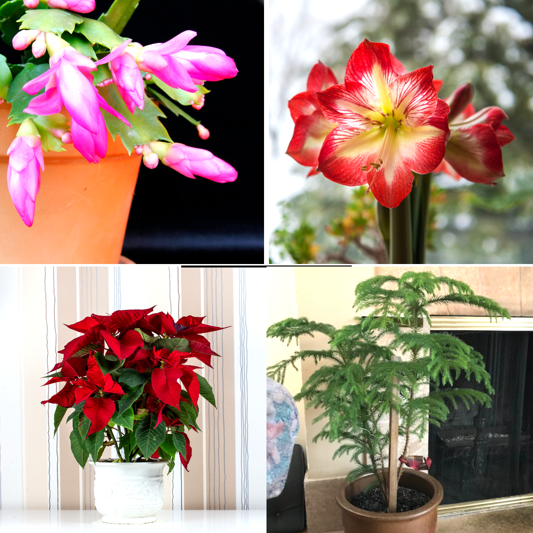 Clockwise from upper left. Holiday plants brighten up the indoors: Clockwise from upper right: Christmas cactus, amaryllis, Norfolk Island Pine and poinsettia.